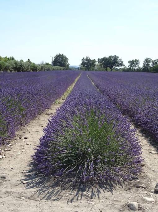 Bastidon Plein Sud Villa Gordes Luaran gambar